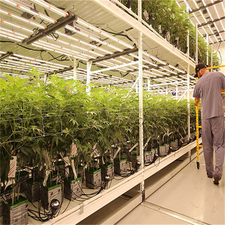 美国加州客户种植大麻植物灯效果案例